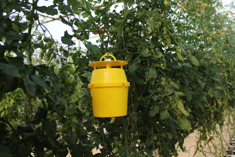 Bucket Funnel Trap Image